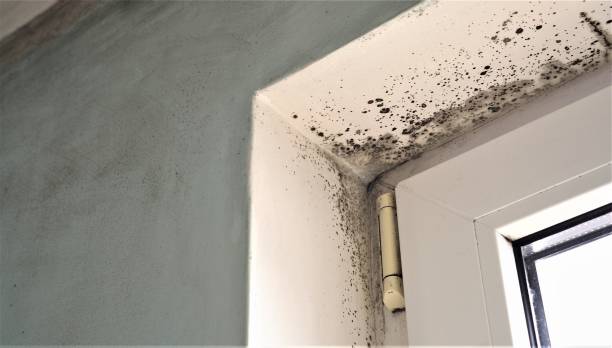 Best Mold Prevention Services  in Point Clear, AL