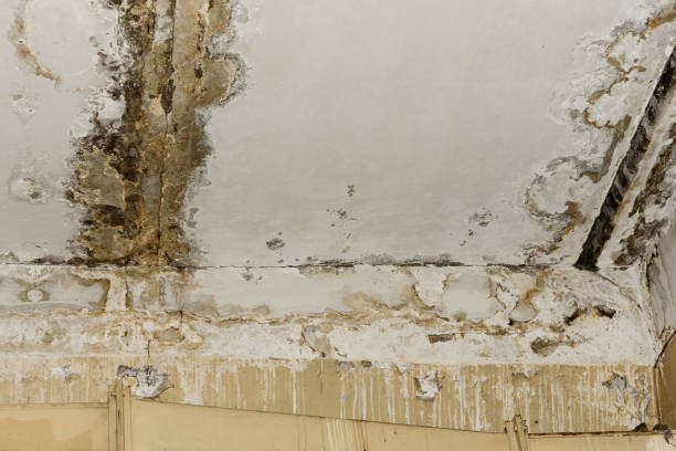 Best Water Damage & Mold Remediation  in Point Clear, AL